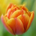 Tulp